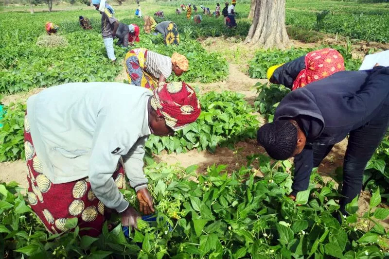 Farmers working together in a green crop field